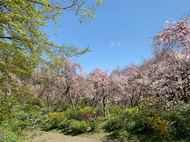 原谷苑の桜の画像