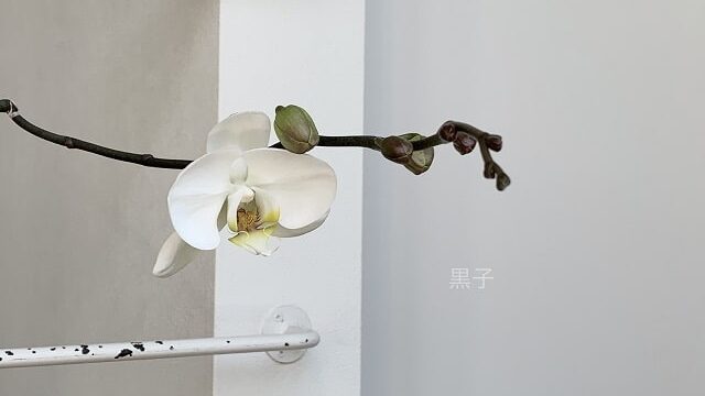 二度咲きの胡蝶蘭の画像